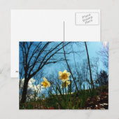 Carte Postale Daffodile (Devant / Derrière)