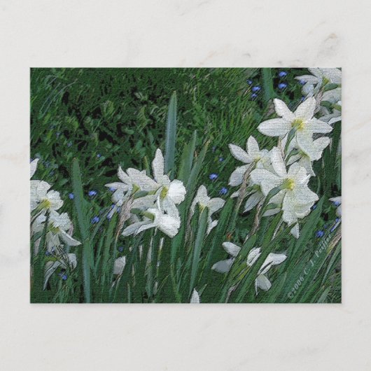 Carte Postale 'Daffodile blanc' (Devant)