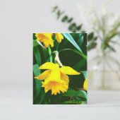 Carte Postale 'Daffodile Jaune' (Debout devant)