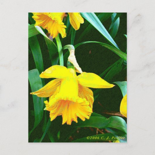 Carte Postale 'Daffodile Jaune' (Devant)