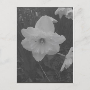 Carte Postale Daffodile sauvage