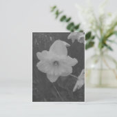 Carte Postale Daffodile sauvage (Debout devant)