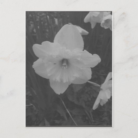 Carte Postale Daffodile sauvage (Devant)
