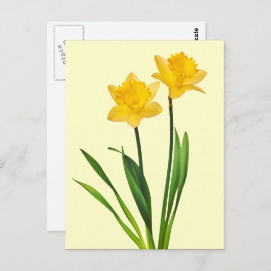 Carte Postale Daffodiles de printemps jaune - Modèle de jonquill (Devant / Derrière)