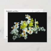 Carte Postale Daffodiles et Lilacs (Devant / Derrière)