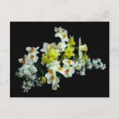 Carte Postale Daffodiles et Lilacs (Devant)