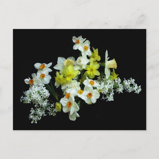 Carte Postale Daffodiles et Lilacs (Devant)