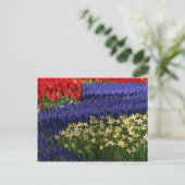 Carte Postale Daffodiles, hyacinthe et tulipes (Debout devant)