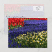 Carte Postale Daffodiles, hyacinthe et tulipes (Devant / Derrière)