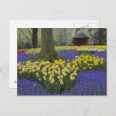 Carte Postale Daffodiles, jacinthe de raisin et jardin de tulipe (Devant / Derrière)