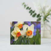 Carte Postale Daffodiles lumineuses (Debout devant)