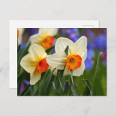 Carte Postale Daffodiles lumineuses (Devant / Derrière)