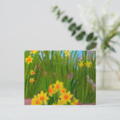 Carte Postale Daffodiles : Susan Payne-Trutna (Debout devant)
