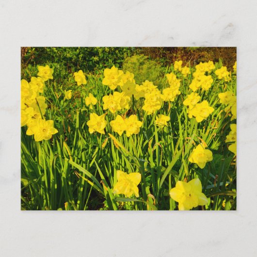 Carte Postale Daffodils  (Devant)