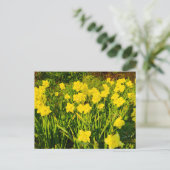 Carte Postale Daffodils  (Debout devant)