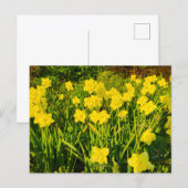 Carte Postale Daffodils  (Devant / Derrière)