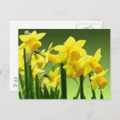 Carte Postale DAFFODILS DU PRINTEMPS par SHARON SHARPE (Devant / Derrière)