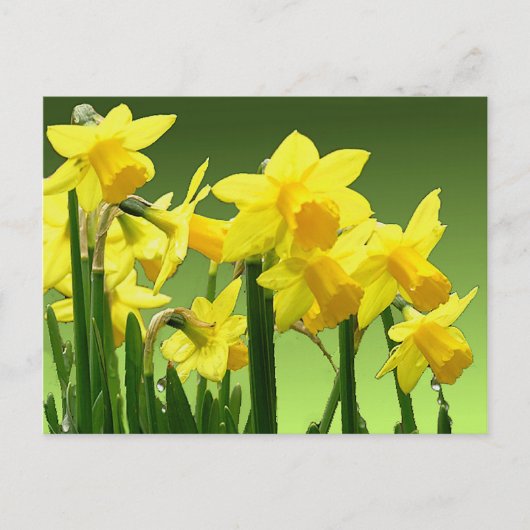 Carte Postale DAFFODILS DU PRINTEMPS par SHARON SHARPE (Devant)