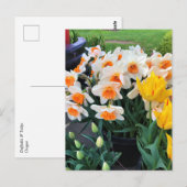 Carte Postale Daffodils et tulips, Oregon (Devant / Derrière)