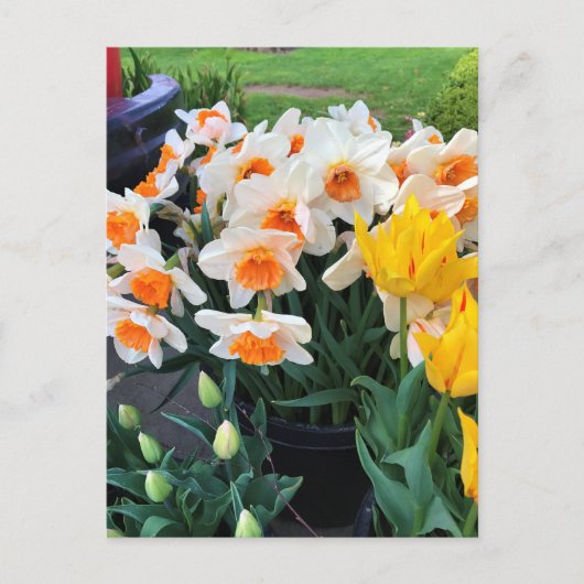 Carte Postale Daffodils et tulips, Oregon (Devant)