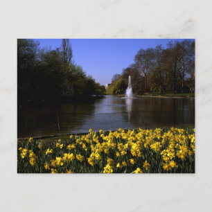 Carte Postale Daffodils St James's Park Londres