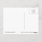 Carte postale Daffodique (Dos)