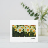 Carte postale Daffodique (Debout devant)