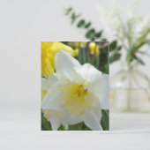 Carte Postale Daffodique blanc avec centre jaune (Debout devant)