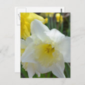 Carte Postale Daffodique blanc avec centre jaune (Devant / Derrière)