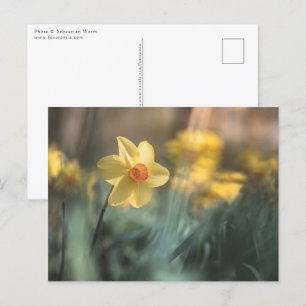 Carte Postale Daffodique de Fleur Jaune Nature Photo