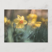 Carte Postale Daffodique de Fleur Jaune Nature Photo (Devant)