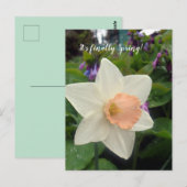Carte Postale Daffodique de la coupe rose du printemps (Devant / Derrière)