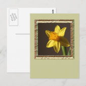 Carte Postale Daffodique de printemps (Devant / Derrière)