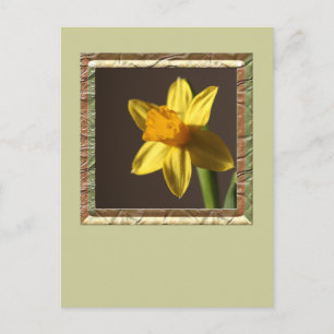 Carte Postale Daffodique de printemps
