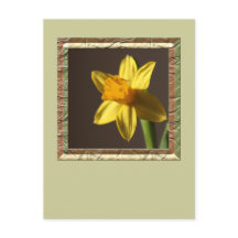 Daffodique de printemps