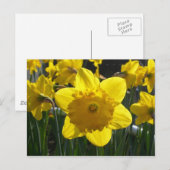 Carte Postale Daffodique éclairé (Devant / Derrière)