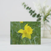 Carte Postale Daffodique galloise en fleurs (Debout devant)