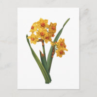 Daffodique jaune botanique