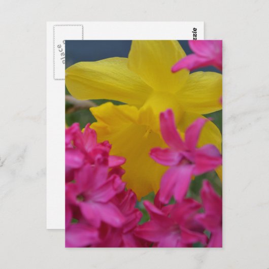 Carte Postale daffodique timide (Devant / Derrière)