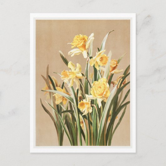 Carte postale Daffodique vintage (Devant)