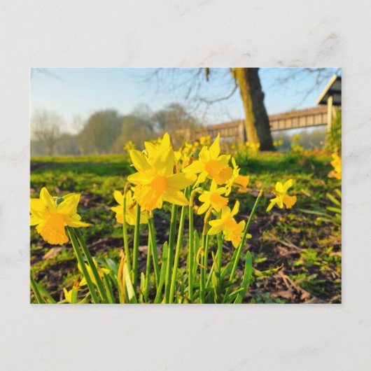 Carte Postale Daffodiques (Devant)