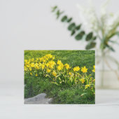 Carte Postale Daffodiques (Debout devant)