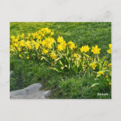 Carte Postale Daffodiques (Dos)