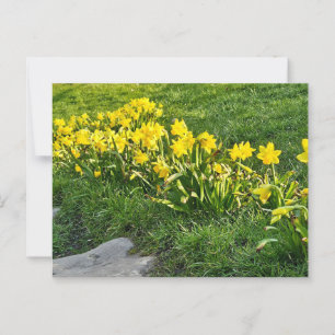Carte Postale Daffodiques