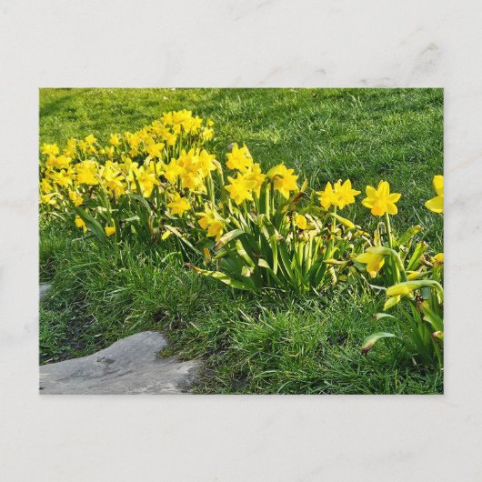 Carte Postale Daffodiques (Devant)