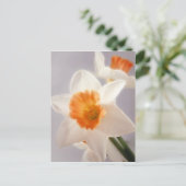 Carte Postale Daffodiques (Debout devant)