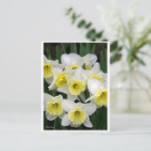 Carte Postale Daffodiques (Debout devant)