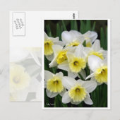 Carte Postale Daffodiques (Devant / Derrière)