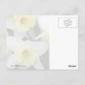 Carte Postale Daffodiques (Dos)