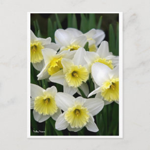 Carte Postale Daffodiques
